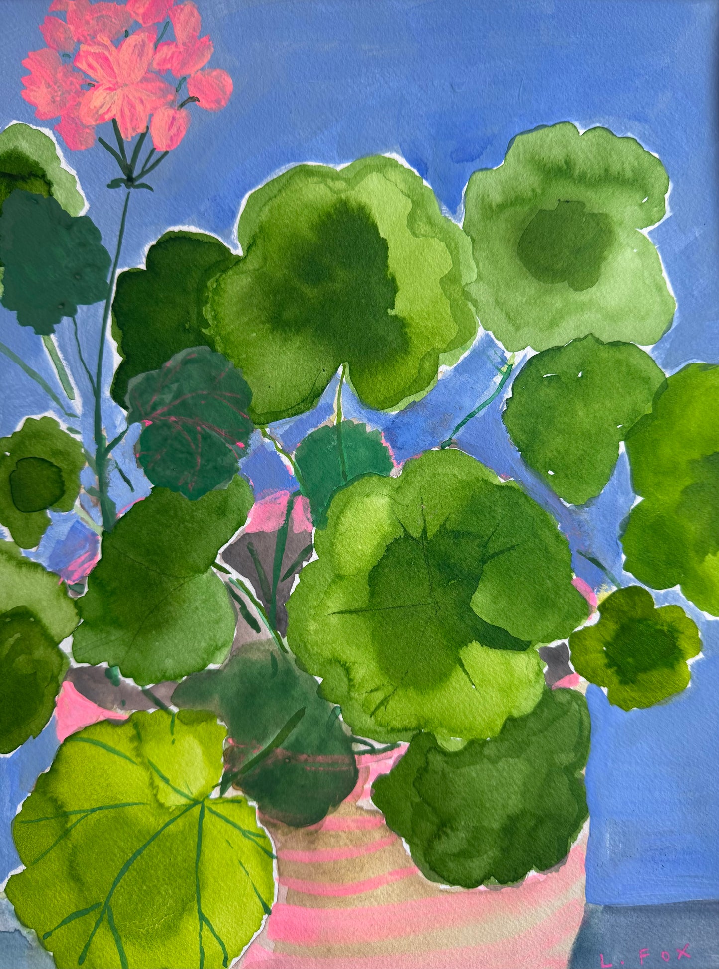 Geranium
