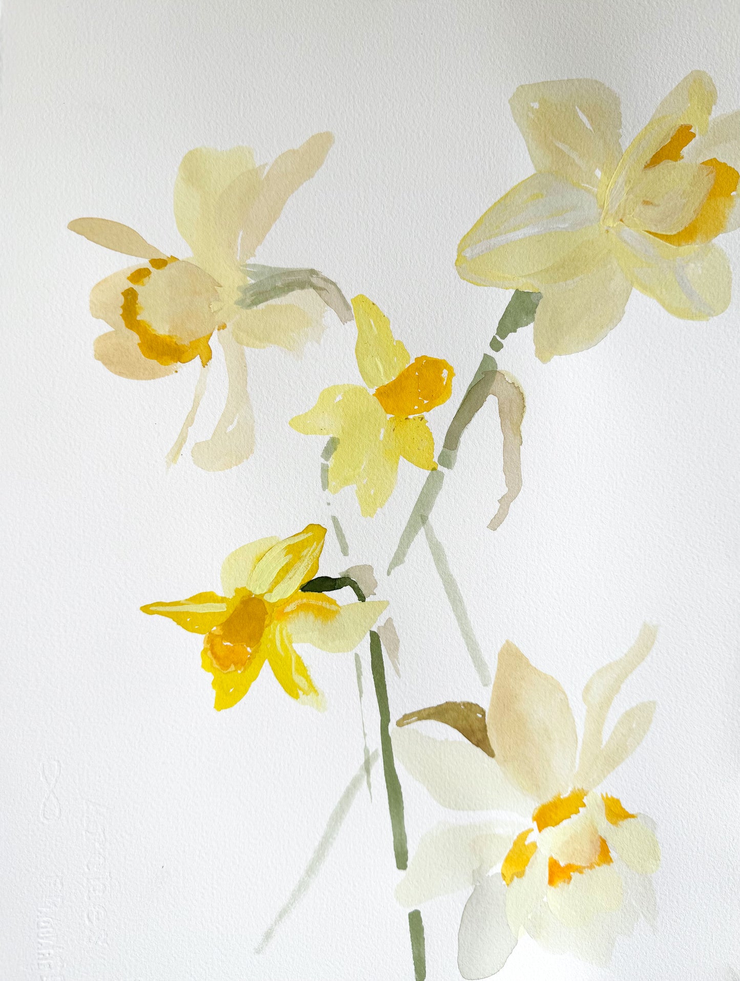 Daffodil 3