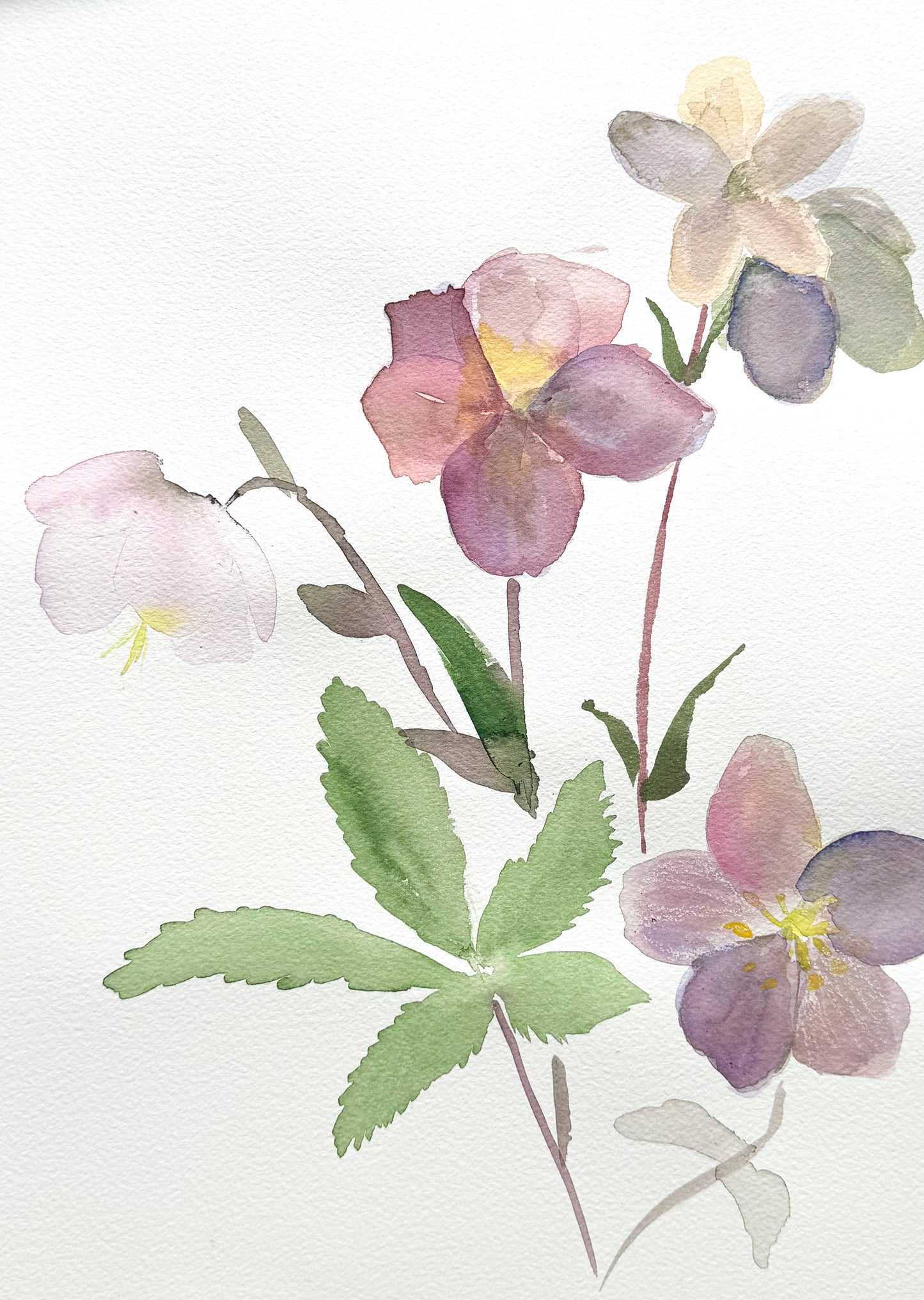 Hellebores
