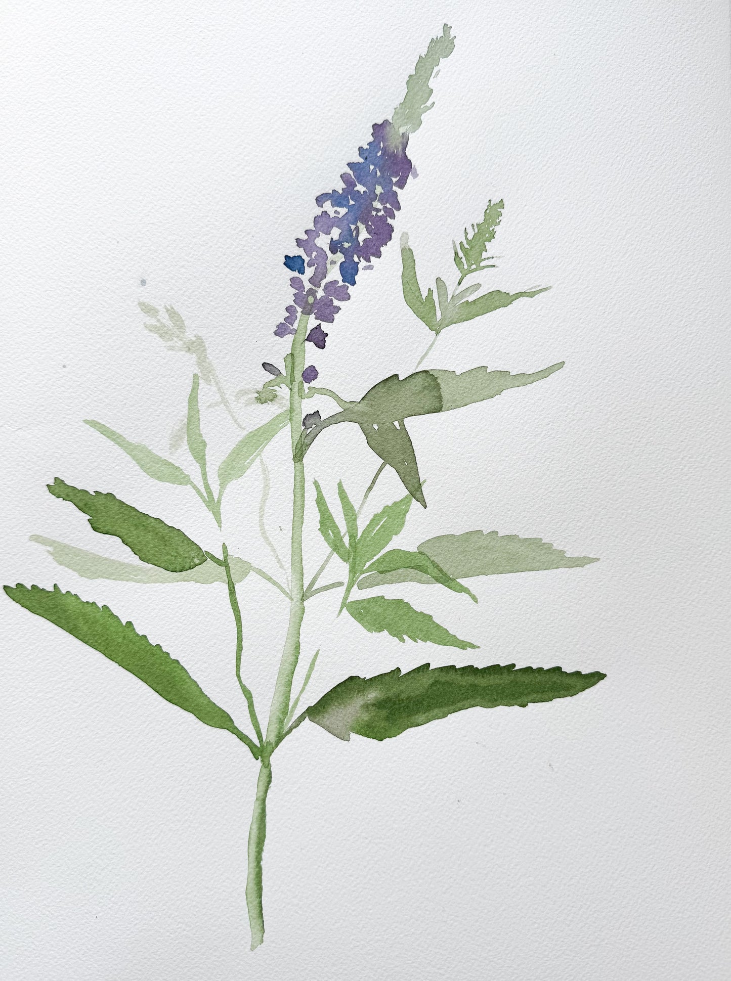 Speedwell