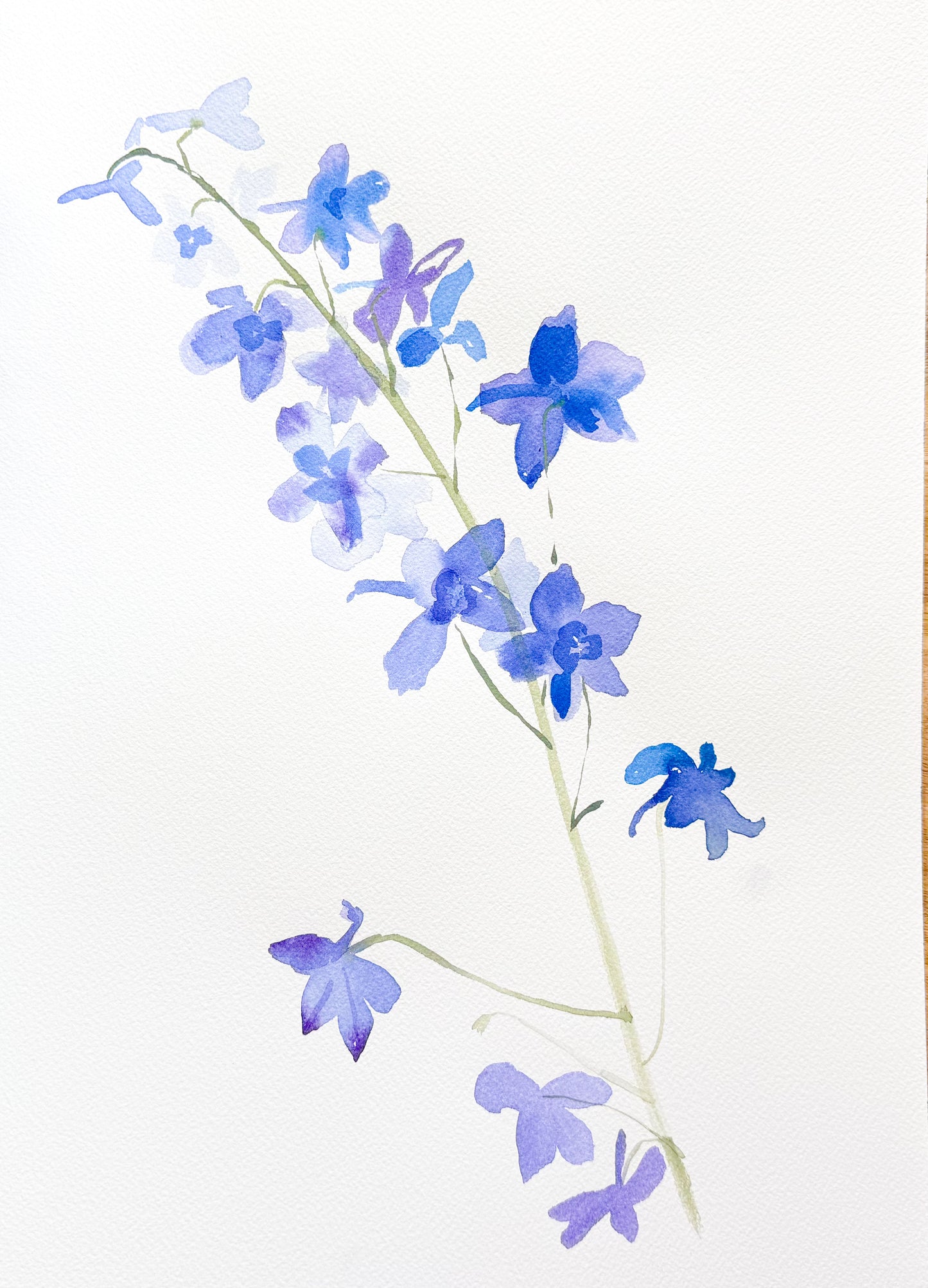 Delphinium
