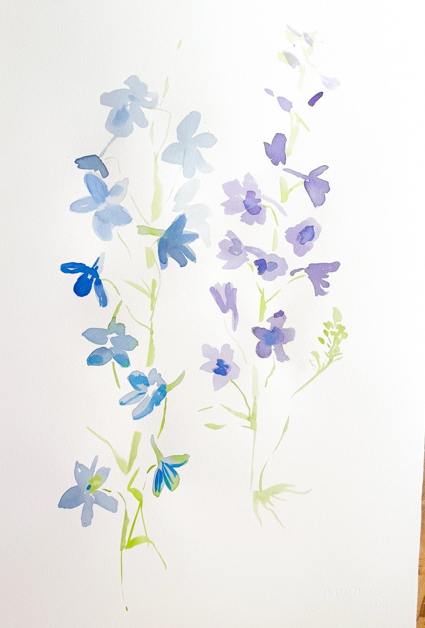Large Delphinium