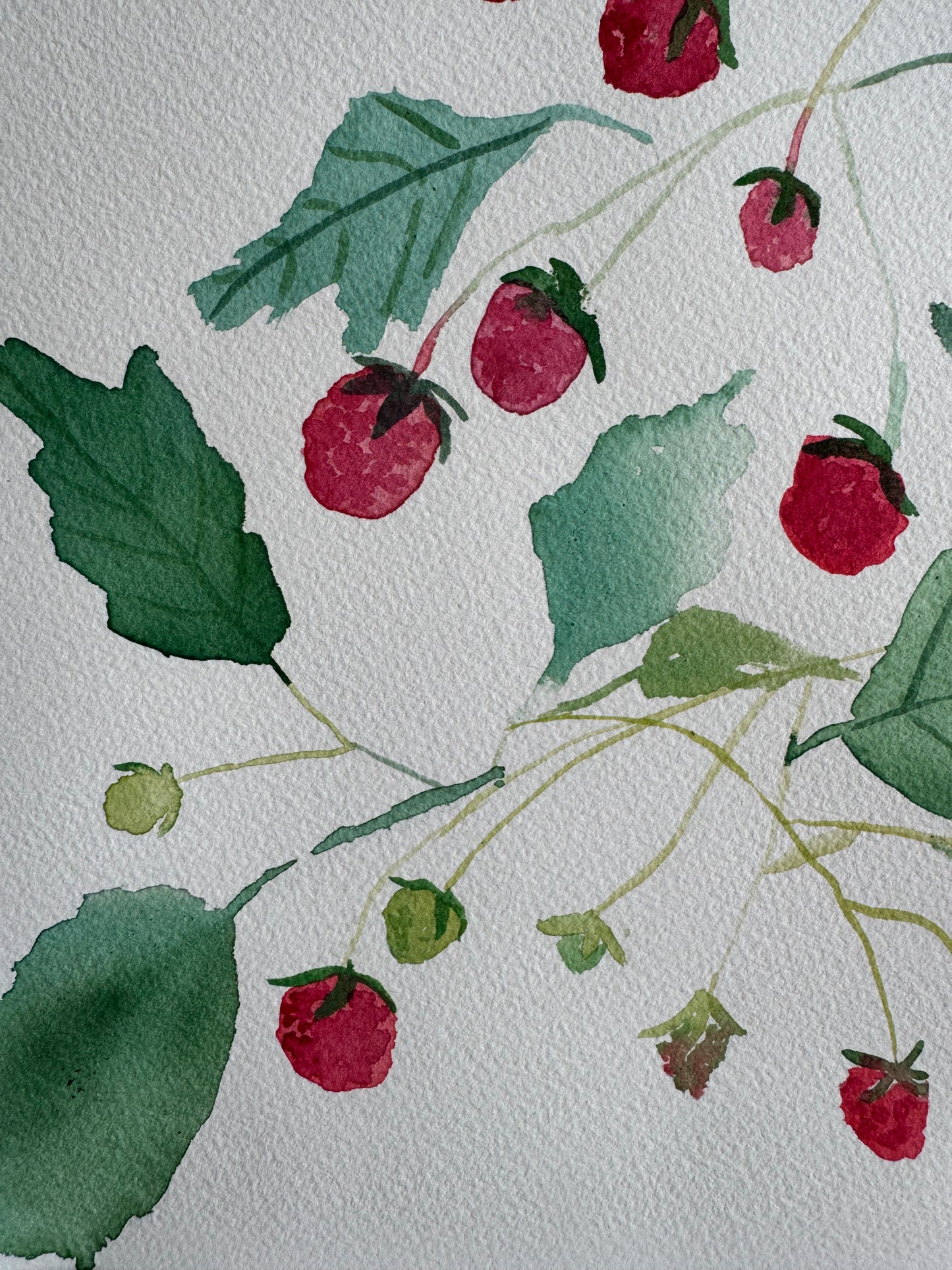 Homegrown Raspberries