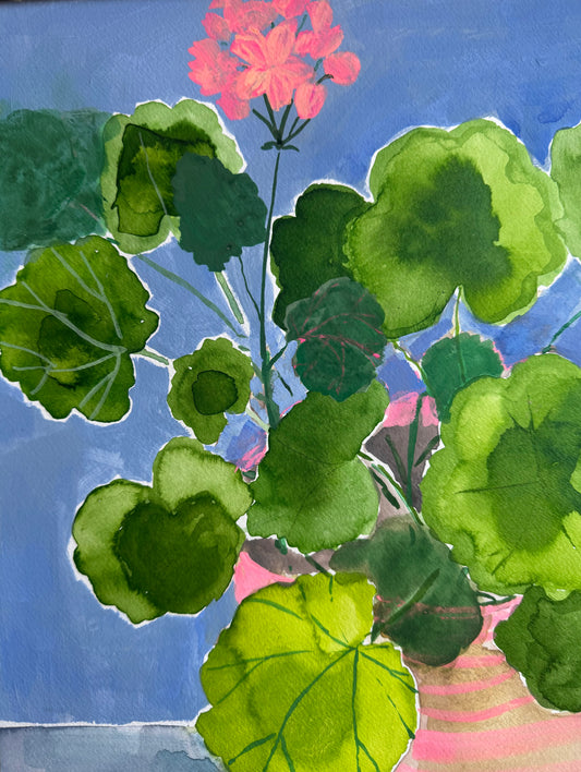 Geranium