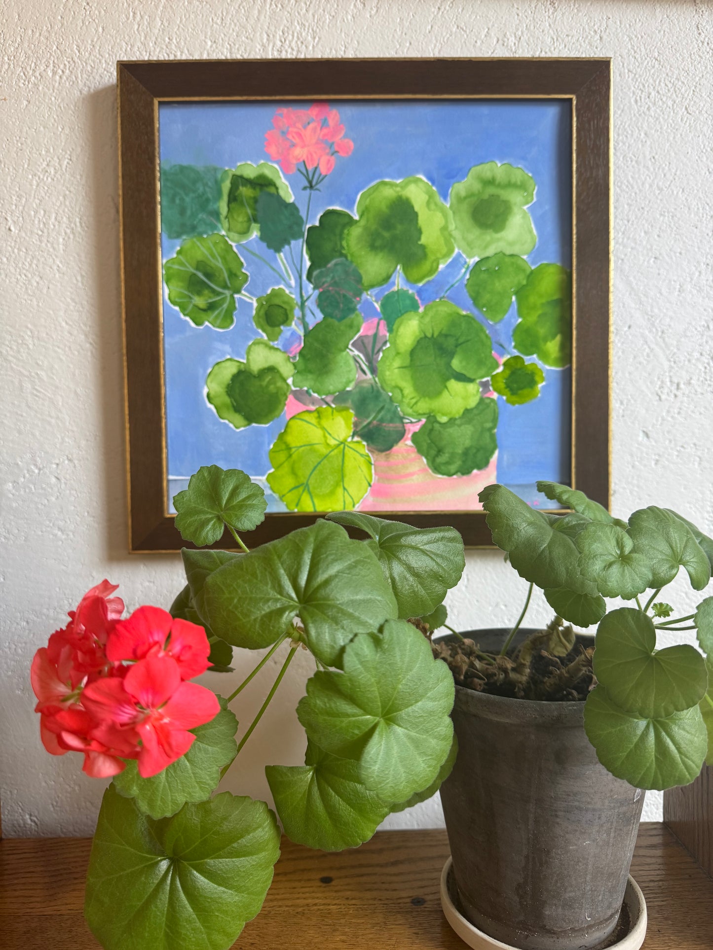 Geranium